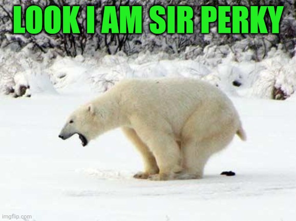 Polar Bear Shits in the Snow | LOOK I AM SIR PERKY | image tagged in polar bear shits in the snow | made w/ Imgflip meme maker