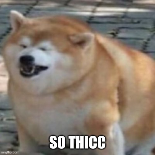 thicc doggo | SO THICC | image tagged in thicc doggo | made w/ Imgflip meme maker