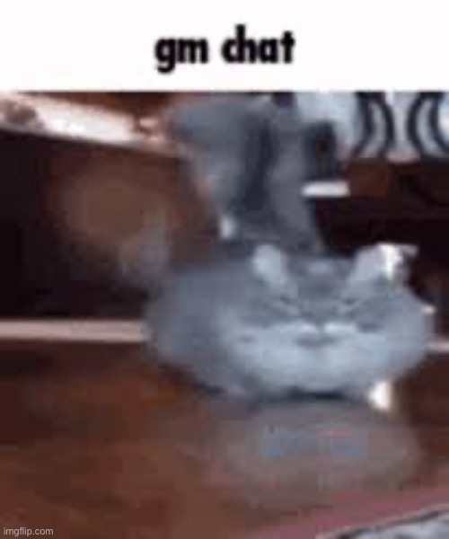 I tried to make this a gif but it saved as a photo :( so enjoy low quality cat | made w/ Imgflip meme maker