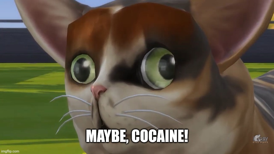 Spleens the cat | MAYBE, COCAINE! | image tagged in spleens the cat | made w/ Imgflip meme maker