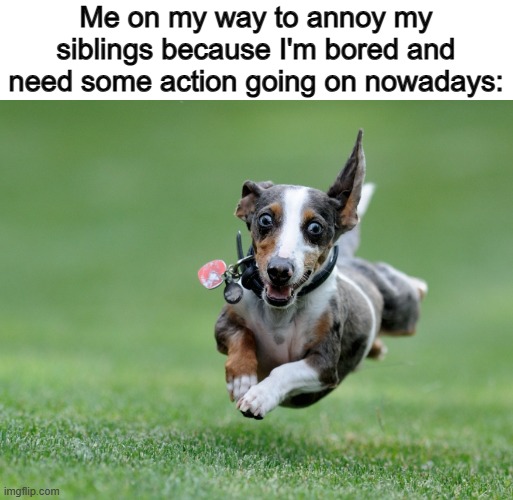 Fr tho... | Me on my way to annoy my siblings because I'm bored and need some action going on nowadays: | image tagged in running dog | made w/ Imgflip meme maker