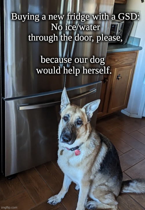 Buying Fridge with GSD | Buying a new fridge with a GSD: 
No ice/water 
through the door, please, because our dog 
would help herself. | image tagged in german shepherd,smart dog | made w/ Imgflip meme maker