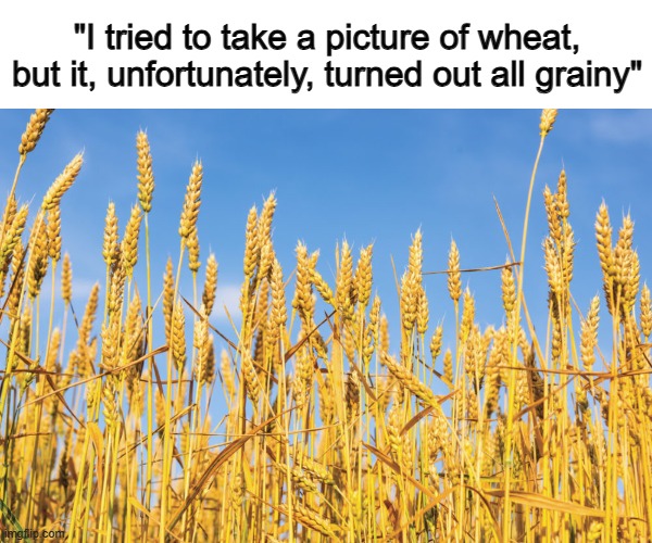 At least this meme isn't grainy :) | "I tried to take a picture of wheat, but it, unfortunately, turned out all grainy" | made w/ Imgflip meme maker