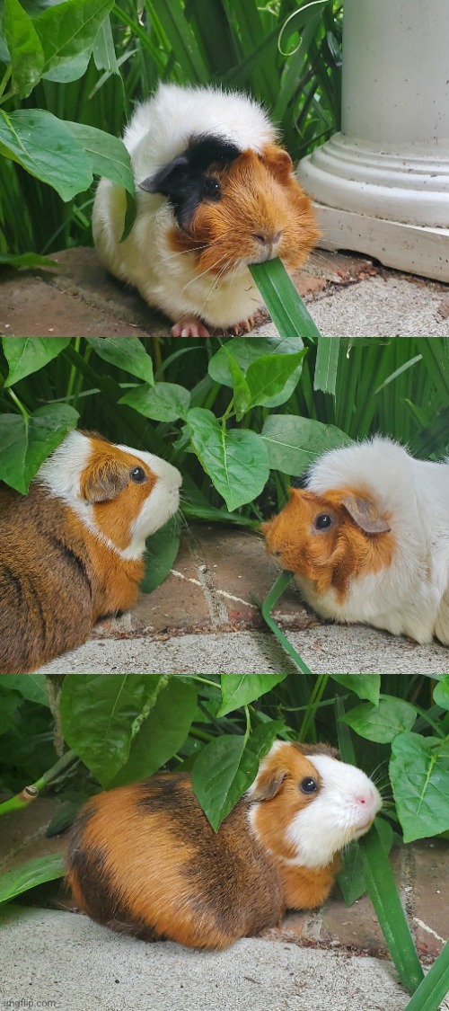 My guinea pigs, the spiky haired one is coco and the brown one is kimmy | image tagged in photo | made w/ Imgflip meme maker