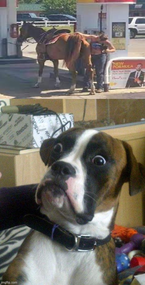 I love this stream :) | image tagged in blankie the shocked dog | made w/ Imgflip meme maker