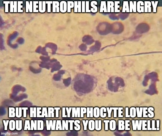 THE NEUTROPHILS ARE ANGRY; BUT HEART LYMPHOCYTE LOVES YOU AND WANTS YOU TO BE WELL! | made w/ Imgflip meme maker