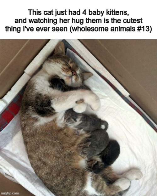 Warm and happy vibes ^-^ | This cat just had 4 baby kittens, and watching her hug them is the cutest thing I've ever seen (wholesome animals #13) | made w/ Imgflip meme maker