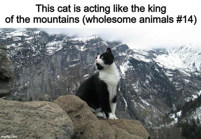 Long live the mountain cat :] | This cat is acting like the king of the mountains (wholesome animals #14) | made w/ Imgflip meme maker