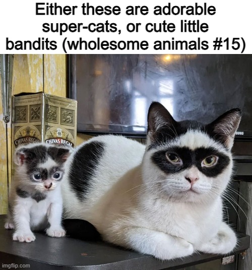 What do you think? :) | Either these are adorable super-cats, or cute little bandits (wholesome animals #15) | made w/ Imgflip meme maker