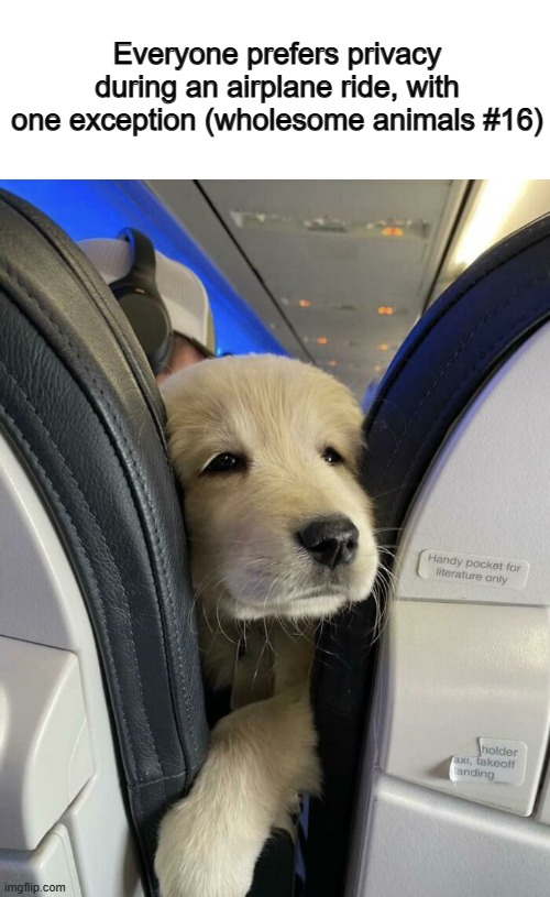 *Peeks through the cracks on the seats cutely* | Everyone prefers privacy during an airplane ride, with one exception (wholesome animals #16) | made w/ Imgflip meme maker