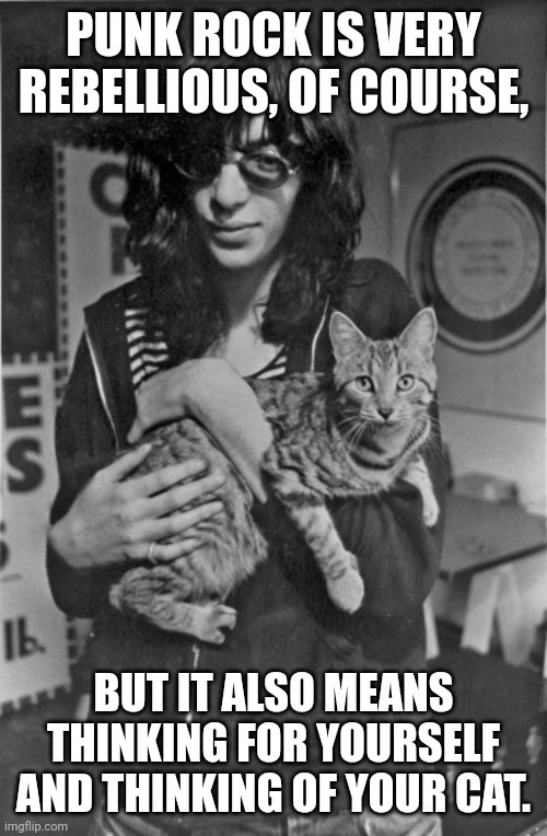 Scratch the State! | PUNK ROCK IS VERY REBELLIOUS, OF COURSE, BUT IT ALSO MEANS THINKING FOR YOURSELF AND THINKING OF YOUR CAT. | image tagged in punk rock cat,kitty,rebellion | made w/ Imgflip meme maker