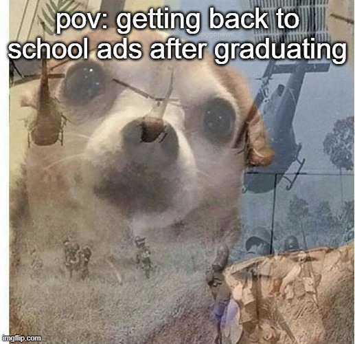 ptsd | pov: getting back to school ads after graduating | image tagged in ptsd chihuahua | made w/ Imgflip meme maker