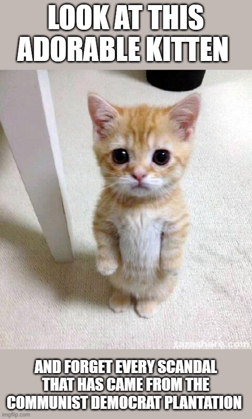 Cute Cat Meme | LOOK AT THIS ADORABLE KITTEN; AND FORGET EVERY SCANDAL THAT HAS CAME FROM THE COMMUNIST DEMOCRAT PLANTATION | image tagged in memes,cute cat | made w/ Imgflip meme maker