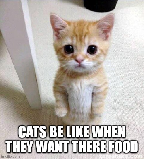 They be hungry | CATS BE LIKE WHEN THEY WANT THERE FOOD | image tagged in memes,cute cat,funny memes,cat's be like with there food | made w/ Imgflip meme maker