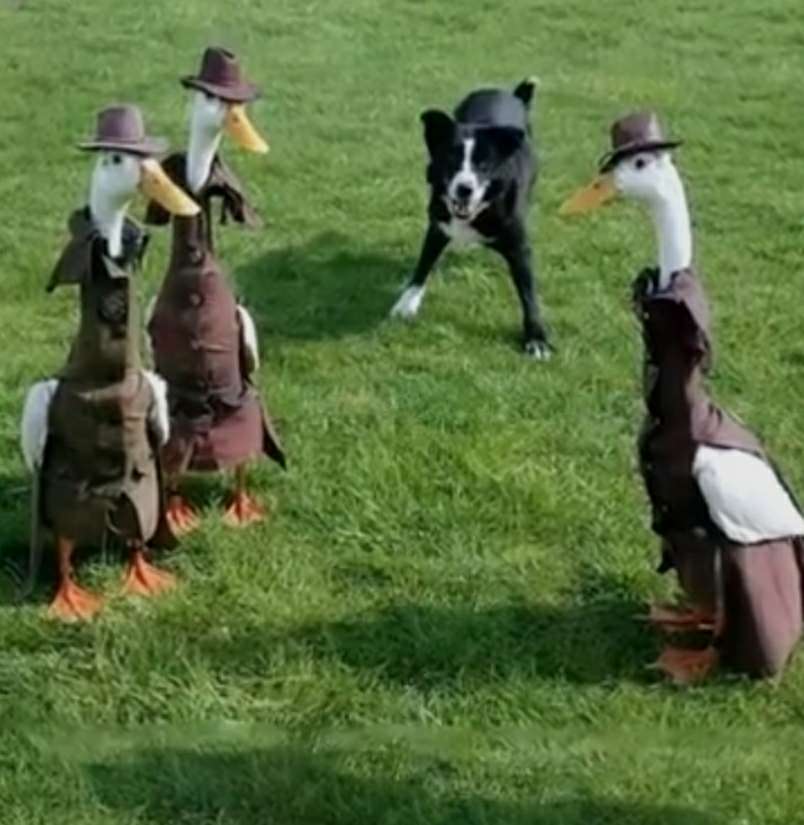 Duck agents Blank Meme Template