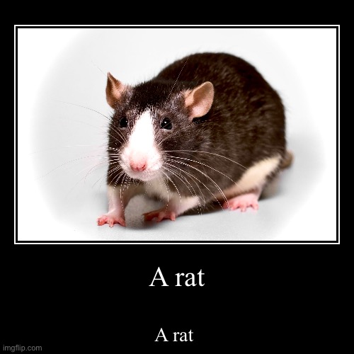 A rat | A rat | image tagged in rat pack week,spoiled brat | made w/ Imgflip demotivational maker