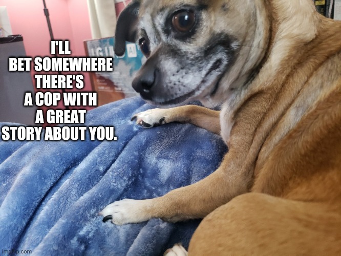 Judging Chihuahua Judges You | I'LL BET SOMEWHERE THERE'S 
A COP WITH A GREAT STORY ABOUT YOU. | image tagged in judging chihuahua judges you | made w/ Imgflip meme maker