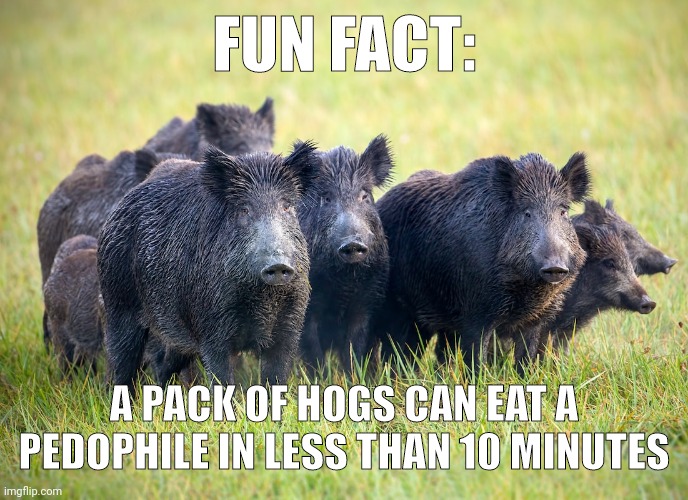 8 minutes to be exact. | FUN FACT:; A PACK OF HOGS CAN EAT A PEDOPHILE IN LESS THAN 10 MINUTES | image tagged in memes | made w/ Imgflip meme maker
