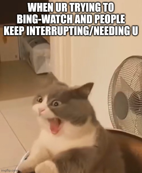 Currently trying to binge sams and people keep needing me | WHEN UR TRYING TO BING-WATCH AND PEOPLE KEEP INTERRUPTING/NEEDING U | image tagged in cat | made w/ Imgflip meme maker