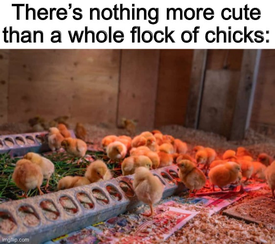 Cuteness 100 *-* | There’s nothing more cute than a whole flock of chicks: | made w/ Imgflip meme maker