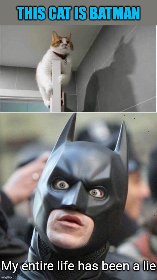 Batcat | THIS CAT IS BATMAN; My entire life has been a lie | image tagged in shocked batman,cat,batman,shadow,funny cats | made w/ Imgflip meme maker
