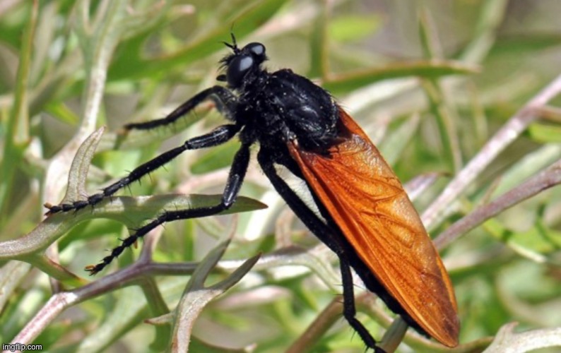 And now there’s flies that mimic tarantula hawks.  Of course there are. | made w/ Imgflip meme maker