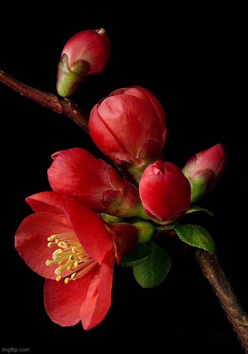 Red buds | image tagged in red flower,with buds,still life,close up | made w/ Imgflip meme maker