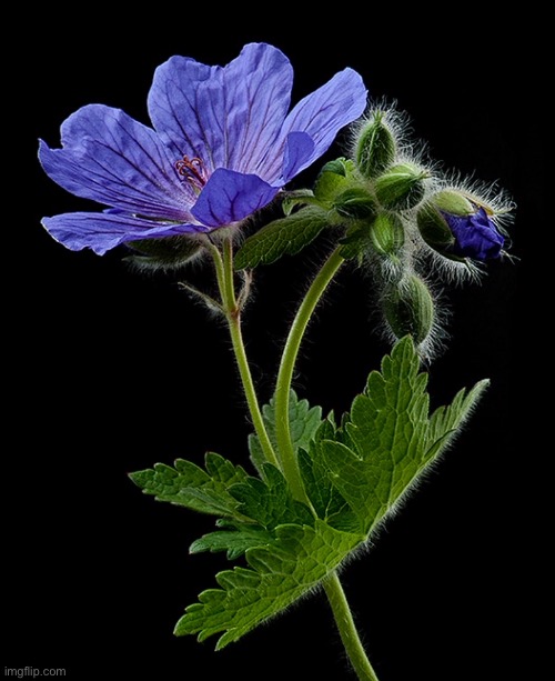 Blue geranium | image tagged in blue flower,geranium,lush leaves,green | made w/ Imgflip meme maker