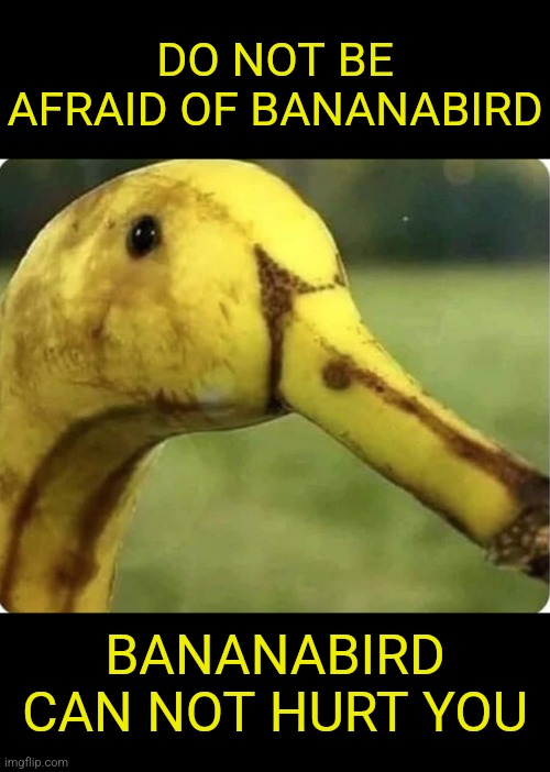 Bananabird | DO NOT BE AFRAID OF BANANABIRD; BANANABIRD CAN NOT HURT YOU | image tagged in banana,bird,no fear,weird,fruit,memes | made w/ Imgflip meme maker