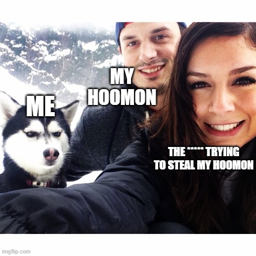The ***** Trying to Steal My Hoomon | MY HOOMON; ME; THE ***** TRYING TO STEAL MY HOOMON | image tagged in jealous husky | made w/ Imgflip meme maker