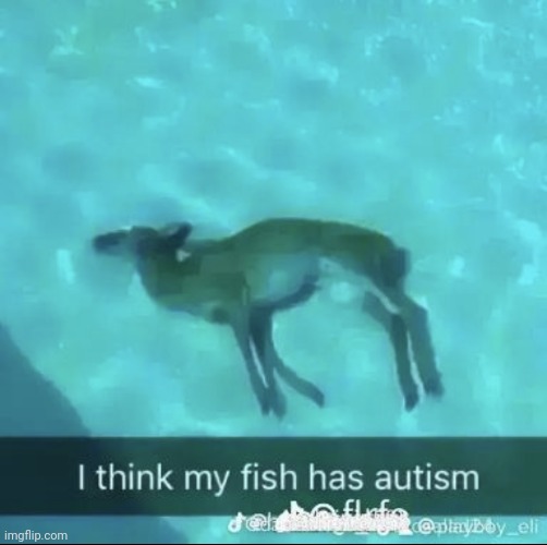 Stupid fish | image tagged in autism,drowning deer,why are you reading the tags | made w/ Imgflip meme maker