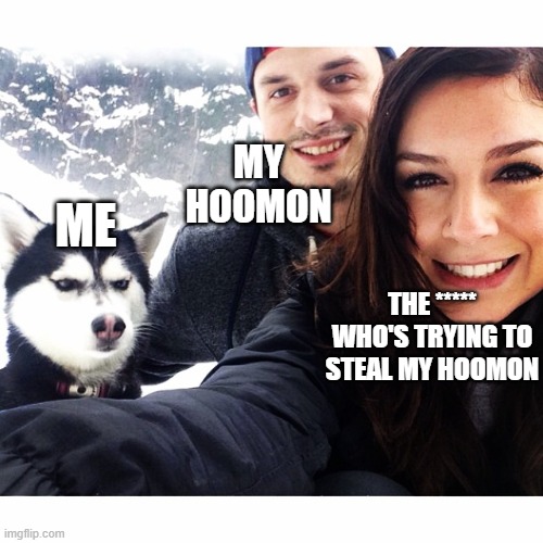 She's trying to steal my hoomon | MY HOOMON; ME; THE ***** WHO'S TRYING TO STEAL MY HOOMON | image tagged in jealous husky | made w/ Imgflip meme maker