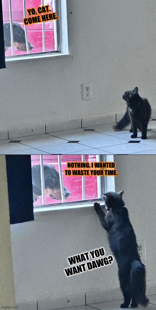 What I think my pets are telling each other | YO, CAT. COME HERE. NOTHING. I WANTED TO WASTE YOUR TIME. WHAT YOU WANT DAWG? | image tagged in memes,dogs,cats | made w/ Imgflip meme maker