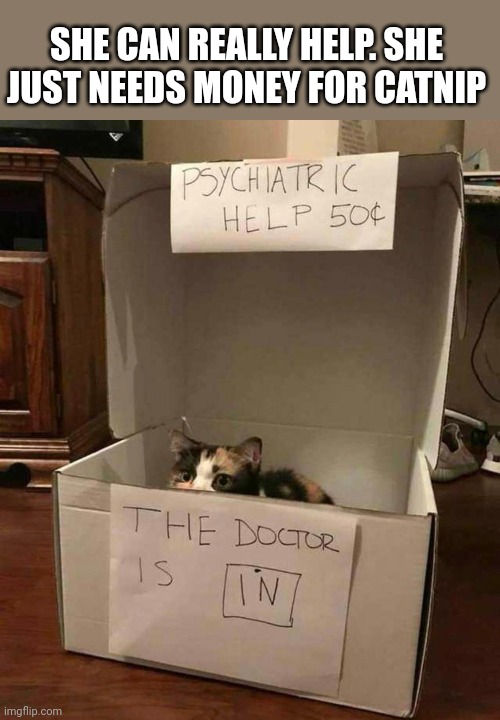 THE DOCTOR WE NEED | SHE CAN REALLY HELP. SHE JUST NEEDS MONEY FOR CATNIP | image tagged in cats,funny cats | made w/ Imgflip meme maker