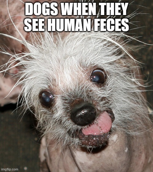 Doggie | DOGS WHEN THEY SEE HUMAN FECES | image tagged in dog | made w/ Imgflip meme maker