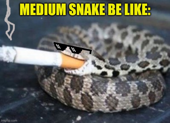 Smoking Snake | MEDIUM SNAKE BE LIKE: | image tagged in smoking snake | made w/ Imgflip meme maker