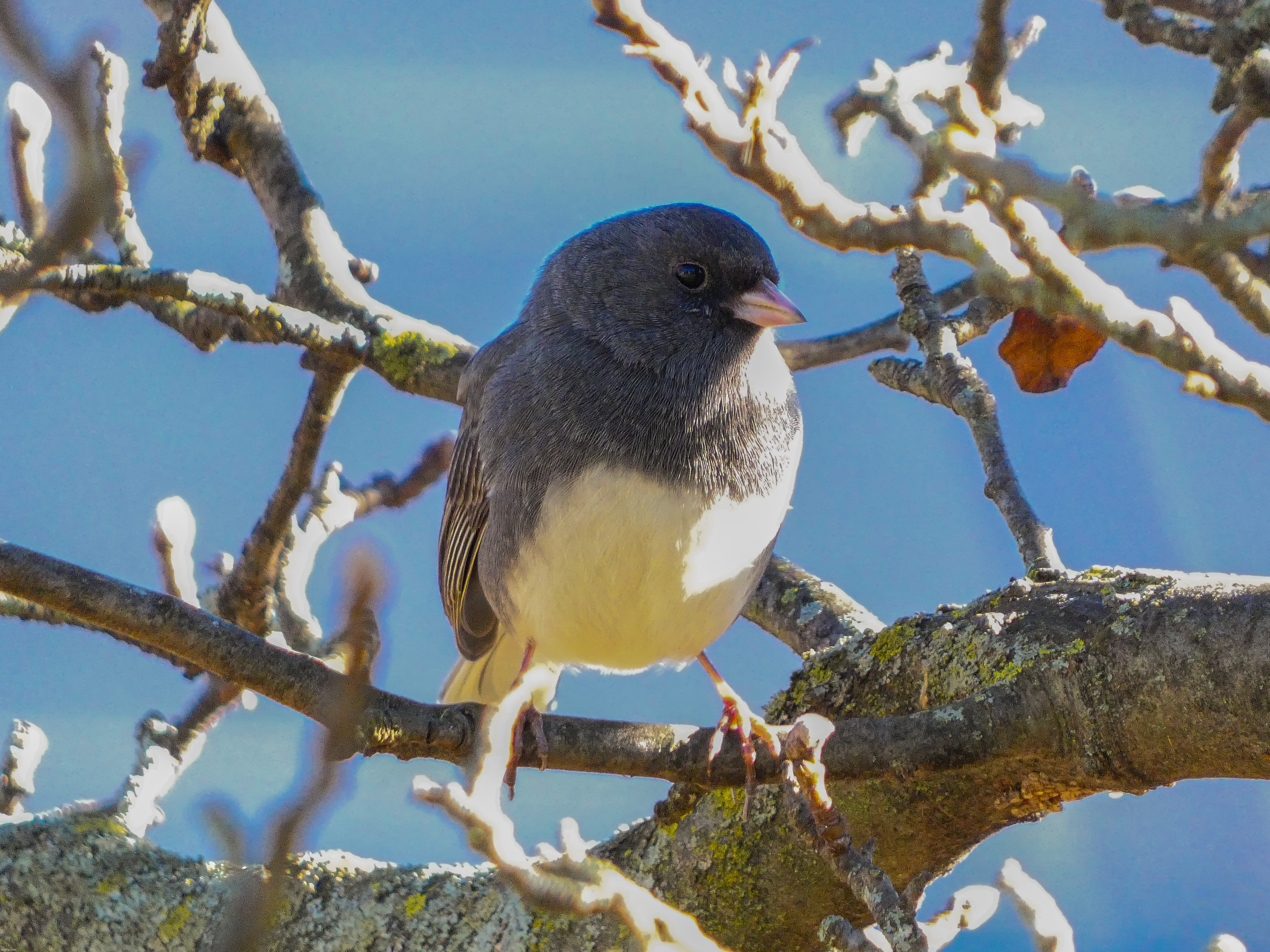 I took this picture of a Dark-Eyed Junco back in January | image tagged in share your own photos | made w/ Imgflip meme maker