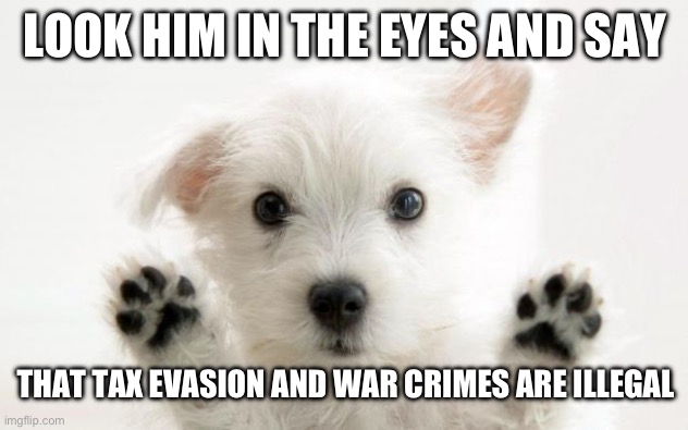 cute dog | LOOK HIM IN THE EYES AND SAY; THAT TAX EVASION AND WAR CRIMES ARE ILLEGAL | image tagged in cute dog | made w/ Imgflip meme maker