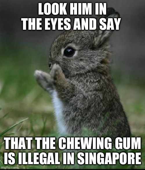 Cute Bunny | LOOK HIM IN THE EYES AND SAY; THAT THE CHEWING GUM IS ILLEGAL IN SINGAPORE | image tagged in cute bunny | made w/ Imgflip meme maker