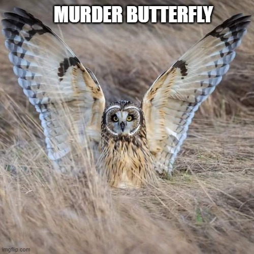 Whoooooooo CHOMP | MURDER BUTTERFLY | image tagged in animals,animal | made w/ Imgflip meme maker