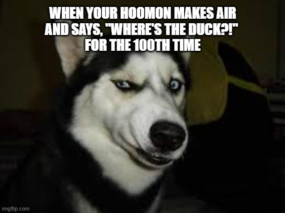 Husky: "Bruh, I stopped looking for the duck looong ago...." | WHEN YOUR HOOMON MAKES AIR
AND SAYS, "WHERE'S THE DUCK?!" 
FOR THE 100TH TIME | image tagged in husky | made w/ Imgflip meme maker