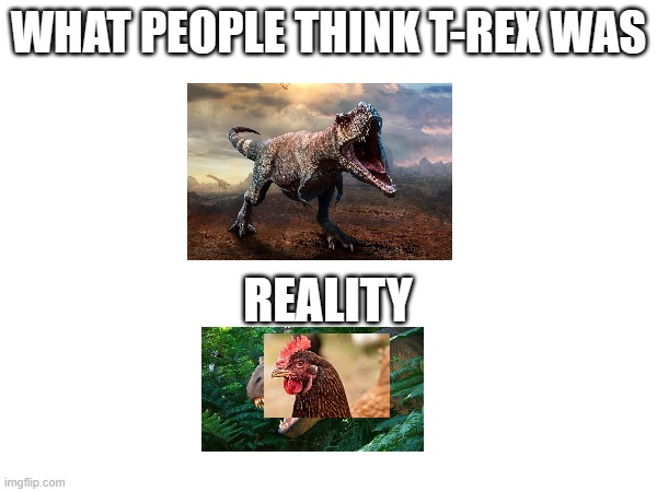 You Chickenhead | WHAT PEOPLE THINK T-REX WAS; REALITY | image tagged in dinosaur,chicken | made w/ Imgflip meme maker
