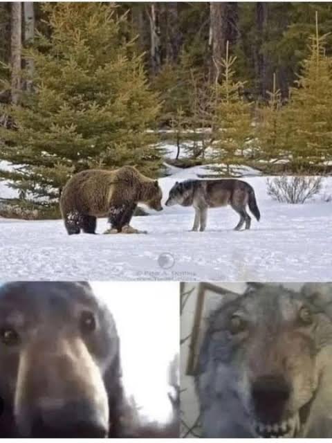 Bear vs Crazy Wolf Blank Meme Template