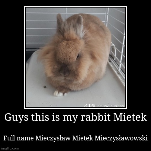 Guys this is my rabbit Mietek | Full name Mieczysław Mietek Mieczysławowski | image tagged in funny,demotivationals,mietek | made w/ Imgflip demotivational maker