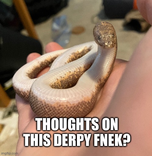 My little Kenyan sand boa | THOUGHTS ON THIS DERPY FNEK? | image tagged in snek,derpy | made w/ Imgflip meme maker