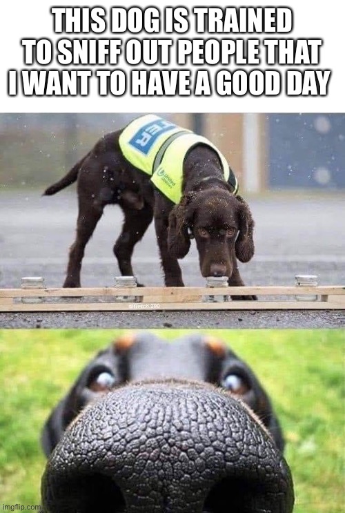 This dog is trained to sniff out X | THIS DOG IS TRAINED TO SNIFF OUT PEOPLE THAT I WANT TO HAVE A GOOD DAY | image tagged in this dog is trained to sniff out x | made w/ Imgflip meme maker
