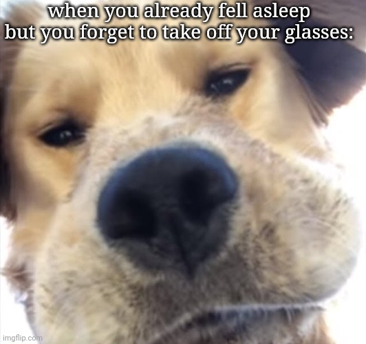P A I N | when you already fell asleep but you forget to take off your glasses: | image tagged in doggo bruh | made w/ Imgflip meme maker