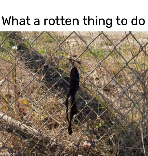 just sayin | What a rotten thing to do | image tagged in funny,meme,banana peel,litterer | made w/ Imgflip meme maker