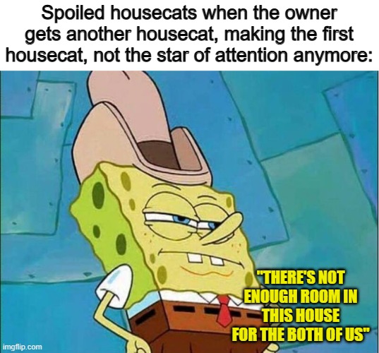 *Proceeds to start attacking each other* | Spoiled housecats when the owner gets another housecat, making the first housecat, not the star of attention anymore:; "THERE'S NOT ENOUGH ROOM IN THIS HOUSE FOR THE BOTH OF US" | image tagged in cowboy spongebob | made w/ Imgflip meme maker