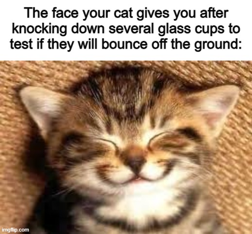 It didn't turn out as expected ._. | The face your cat gives you after knocking down several glass cups to test if they will bounce off the ground: | image tagged in happy cat | made w/ Imgflip meme maker